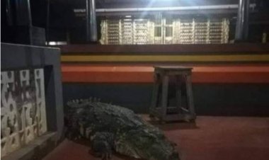 Cá sấu 'ăn chay' sống hơn 70 năm ở Ấn Độ