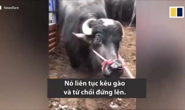 Bò cái mang thai quỳ gối 'xin tha chết' khi sắp vào lò mổ