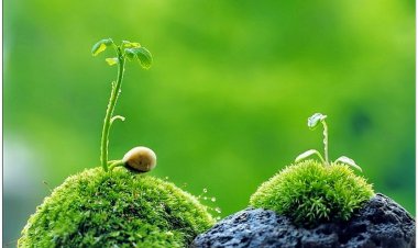 Phúc báo chi phối rất nhiều đến thành bại trong làm ăn