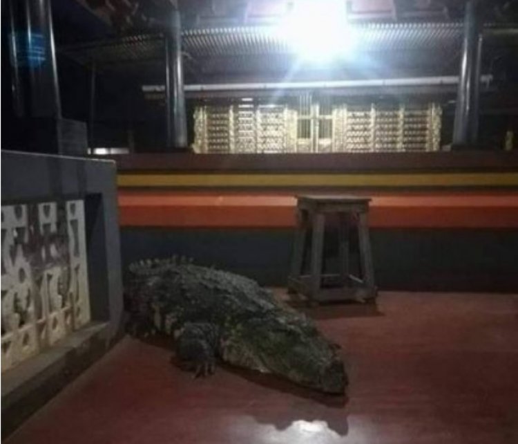 Cá sấu 'ăn chay' sống hơn 70 năm ở Ấn Độ