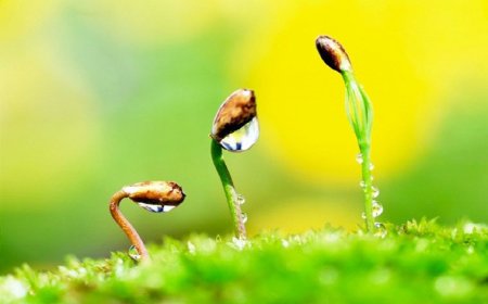 Sở hữu 4 đặc điểm này đi đâu cũng có quý nhân phù trợ: Gặp dữ hóa lành, cuộc đời tự nhiên suôn sẻ, làm đâu thắng đó