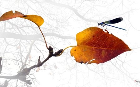 Triết lý nhân sinh: Nước đến tận cùng là thác đổ, người đến đường cùng người hồi sinh