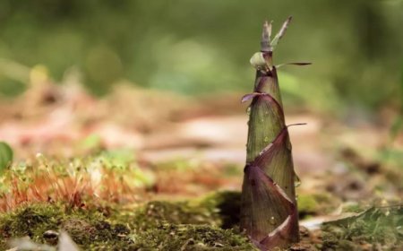 VÌ SAO NGƯỜI XƯA KHUYÊN: TRE MỌC CẠNH MỘ CẦN DỜI ĐI HAI VẬT TRƯỚC MỘ SẼ TRỞ NÊN GIÀU SANG PHÚ QUÝ