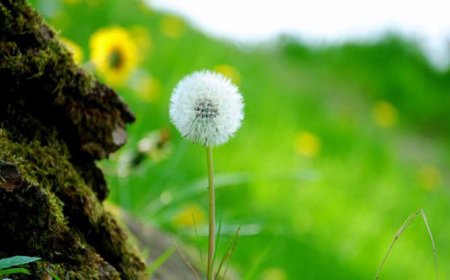 BUÔNG BỎ LÀ SỨC MẠNH ĐỂ TÁI SINH VÀ ĐÓN ÁNH NẮNG ẤM ÁP BÌNH YÊN TRONG TÂM HỒN