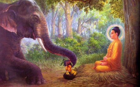 Chi Tiết Về Hạnh Cư Trú Ngoài Trời (Abbhokasikanga)