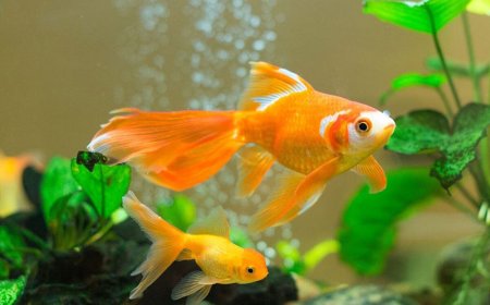 Chuyên Gia Phong Thủy Khuyên Sắm Ngay 4 Thứ Này Trong Nhà: Gia Chủ Làm Mọi Điều Hanh Thông, Tương Lai Dễ Phát Đạt