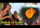 Chiếc Lá Rơi Từ Vô Minh – Triết Lý Sâu Sắc Về Cuộc Đời