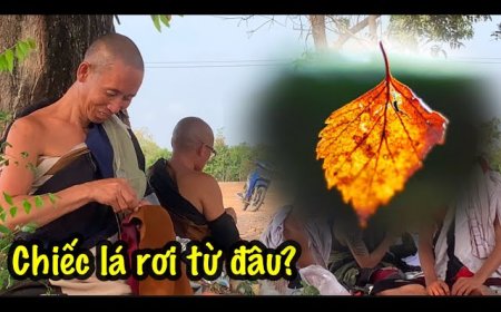 Chiếc Lá Rơi Từ Vô Minh – Triết Lý Sâu Sắc Về Cuộc Đời