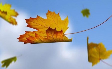 CHIẾC LÁ RƠI TỪ VÔ MINH VÀ THẦY MINH TUỆ GIẢI THÍCH