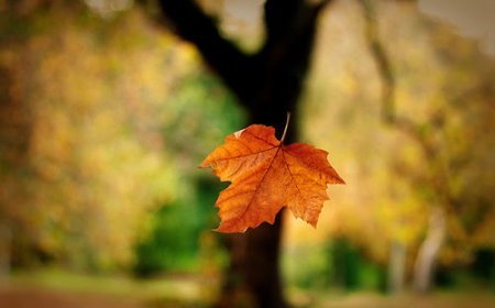 SƯ MINH THÔNG GIẢI THÍCH CÂU 'CHIẾC LÁ RƠI TỪ VÔ MINH' CỦA SƯ MINH TUỆ