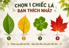 Chọn 1 chiếc lá bạn thích nhất: Lựa chọn của bạn tiết lộ điều gì về thời gian tới?